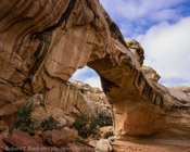 Hickman Bridge, Capitol Reef National Park, Utah (4x5)