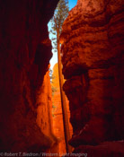 Titan of Wall Street, Bryce Canyon National Park, Utah (4x5)