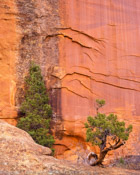 Against The Wall, Long Canyon Utah (8x10)