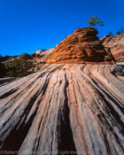 Bonzai Tree, Zion National Park, Utah (4x5)