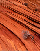 Resting Place, South Coyote Buttes, Arizona (4x5)