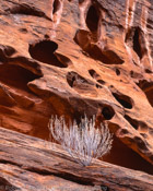 Silver Bush, Long Canyon Utah (8x10)