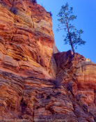 Lone Tree, Zion National Park, Utah (4x5)