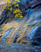 Liquid Gold, The Narrows, Zion National Park, Utah (4x5)